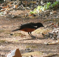 Thamnolaea cinnamomeiventris