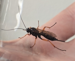 Pimpla rufipes