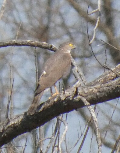 African Goshawk (Aerospiza tachiro), photo 9