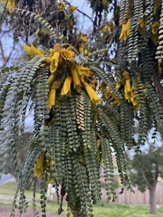 Sophora