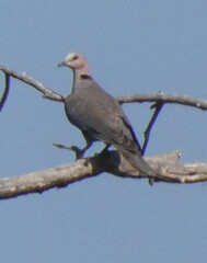 Streptopelia semitorquata