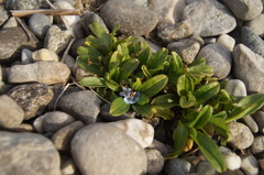 Myosotis rehsteineri