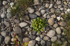 Myosotis rehsteineri