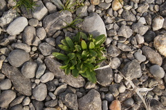 Myosotis rehsteineri
