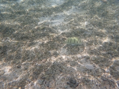 Acanthurus triostegus