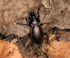 Carabus nemoralis