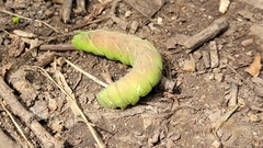 Smerinthinae
