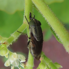 Stomorhina obsoleta