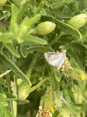Achyra nudalis