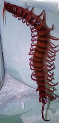 Scolopendra dehaani