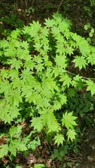 Acer pseudosieboldianum