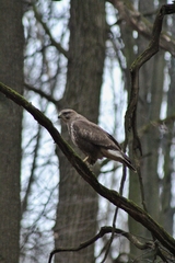 Buteo buteo