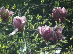 Magnolia liliiflora
