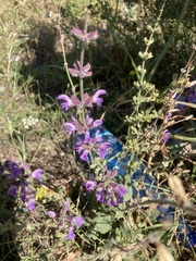 Salvia fruticosa