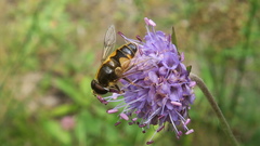 Eristalis horticola