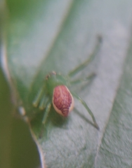 Diaea dorsata