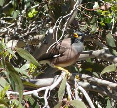 Acridotheres tristis