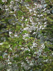 Cerasus