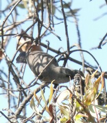 Nectariniidae