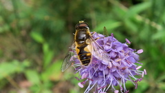 Eristalis horticola