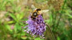 Eristalis horticola
