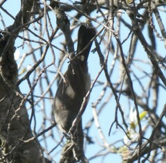 Nectariniidae