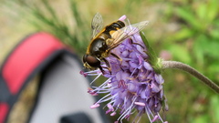 Eristalis horticola