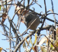 Nectariniidae