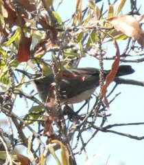 Nectariniidae
