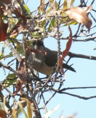 Nectariniidae