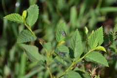 Sida rhombifolia