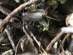 Loxoblemmus arietulus