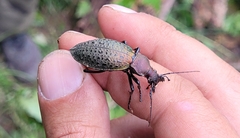 Carabus smaragdinus