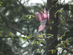 Magnolia liliiflora