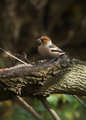 Coccothraustes coccothraustes