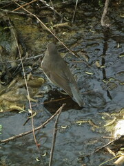 Tarsiger cyanurus