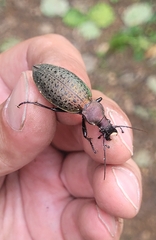 Carabus smaragdinus