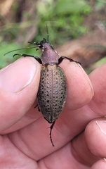 Carabus smaragdinus