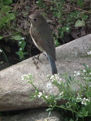 Tarsiger cyanurus