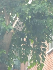 Ulmus pumila