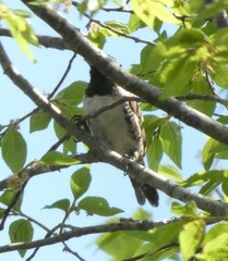 Spermestes cucullata