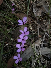 Tetratheca thymifolia