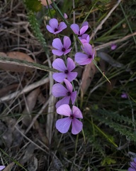 Tetratheca thymifolia