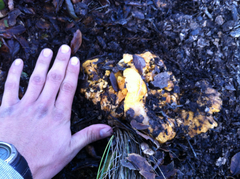 Cantharellus