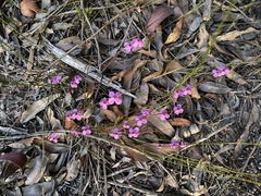 Tetratheca thymifolia