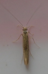 Trichoptera