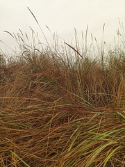 Leymus chinensis