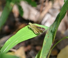 Borbo cinnara