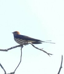 Cecropis abyssinica