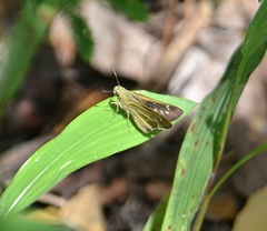 Borbo cinnara